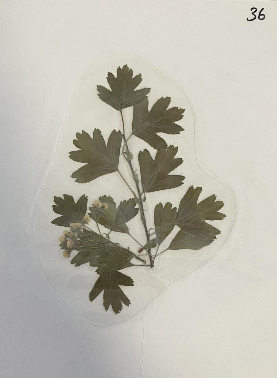 Rastlina Crataegus monogyna